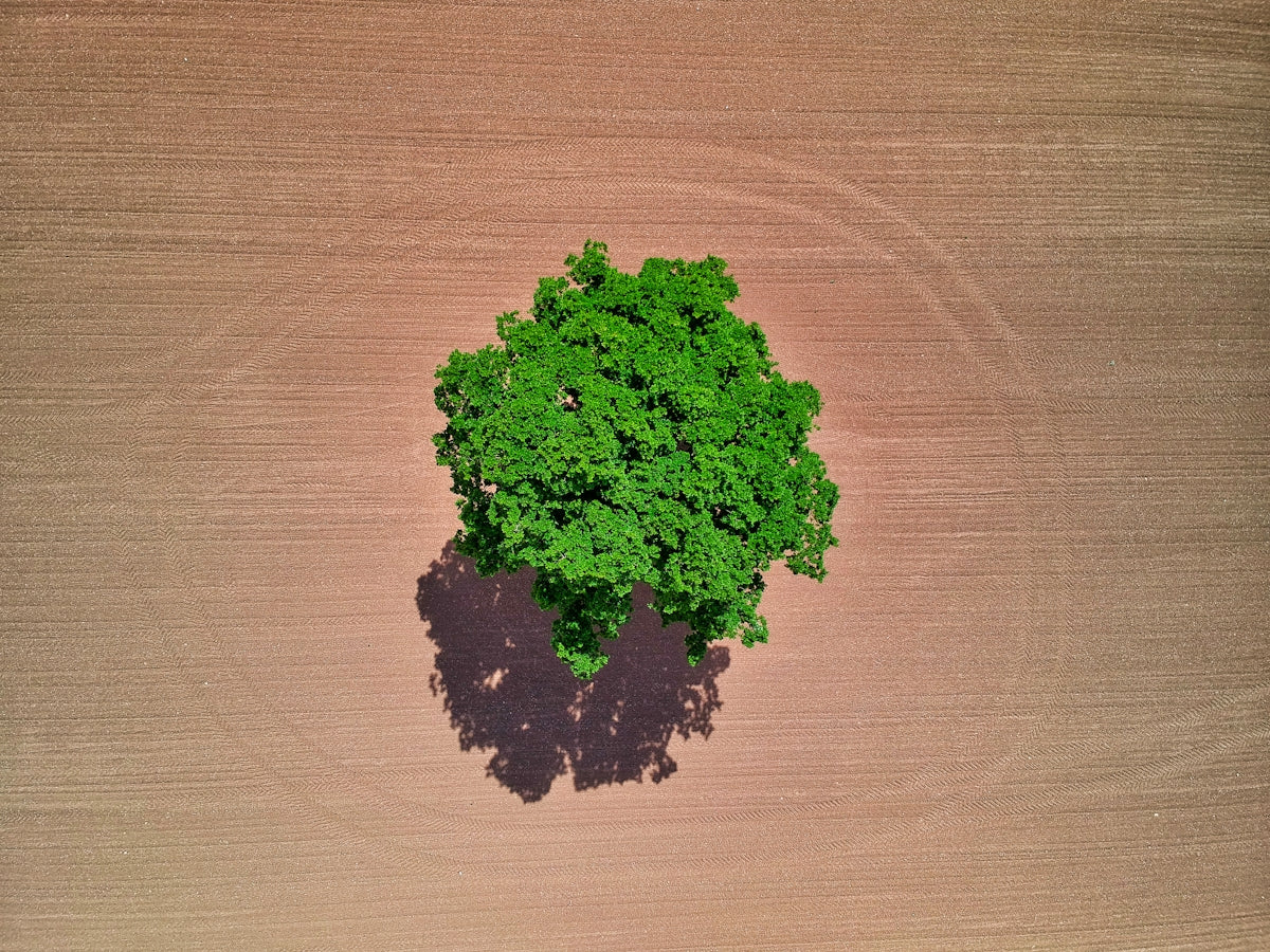 green plant on brown wooden table